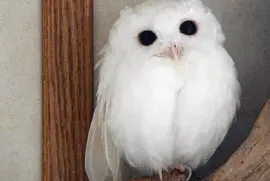 Buho albino