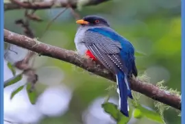 Quetzal Azul