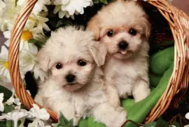 פאזל של gossets