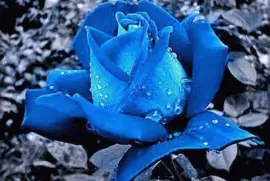 פאזל של Imagenes