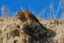 Abejaruco macho en su nido