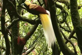 Ave del ParaÃ­so - Indonesia