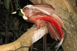 Ave del ParaÃ­so â€“ Nueva Guinea