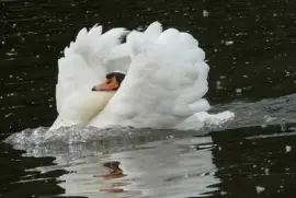 Cisne blanco