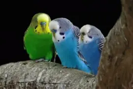 Cotorritas Australianas