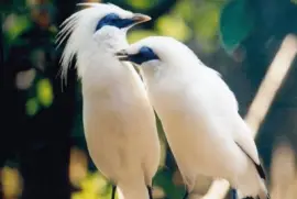 MinÃ¡ de Rothschild - Bali