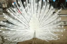 Pavo Real albino