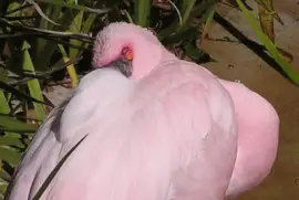 SnoozingÂ Lesser Flamingo