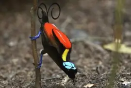 Wilson Ave del paraÃ­so