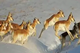 Pronghorn on the move - Colorado