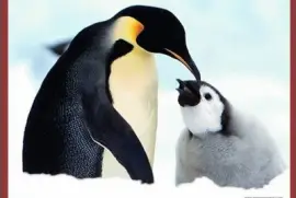 פאזל של Pinguinos