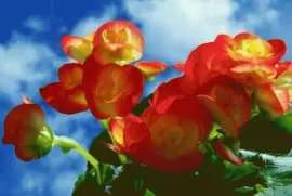 פאזל של flores