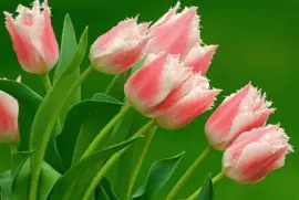 Tulipanes