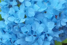 Hortensias