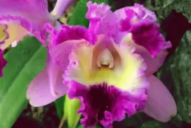 OrquÃ­dea