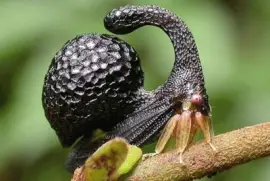 Cladonota inflatus - America Central