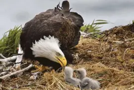 eaglets