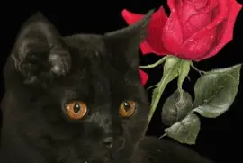 Black Cat and Rose