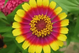 Zinnia