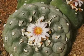 פאזל של peyote