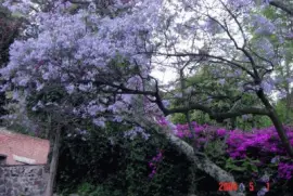 פאזל של flores