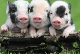Piglets