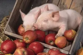 Piglets in Apple Crate