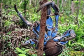 Cangrejo cocotero jigsaw puzzle