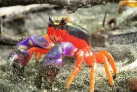 Cangrejo de Halloween jigsaw puzzle