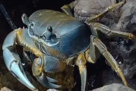 Cangrejo de tierra azul - Venezuela jigsaw puzzle