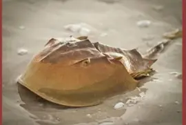 Cangrejo herraduraâ€“ MÃ©jico, Vietnam jigsaw puzzle