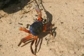 Cangrejo violinista jigsaw puzzle