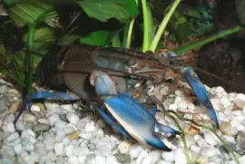 Cherax Blue moon - Australia jigsaw puzzle