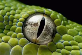 Reptile Eye