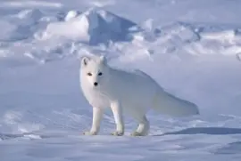 arctic fox