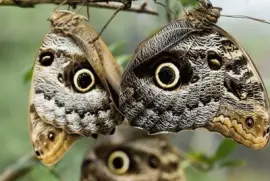 פאזל של Mariposas BÃºho