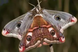 פאזל של Mariposas Nocturnas