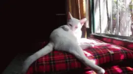 פאזל של REGINA TOMANDO SOL