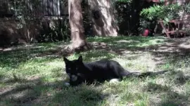 פאזל של TRACY EN EL JARDIN