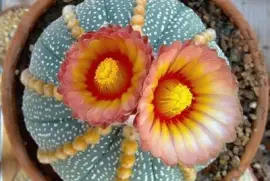 Cactus Flower