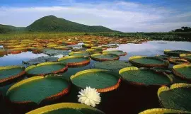 Lilypads