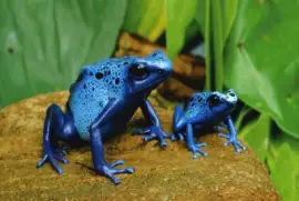 Dart Frogs