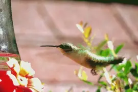Hummingbird