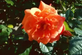 Rose aus meinem Garten