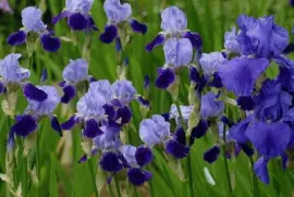 Purple Iris Flowers