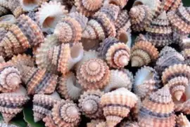 Shells