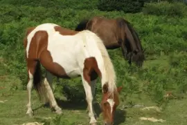 petit cheval des PyrÃ©nnÃ©es