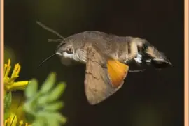 פאזל של Mariposa ColibrÃ­