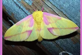 פאזל של Mariposa Rosada del Arce