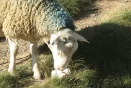 mouton amateur de biÃ©re